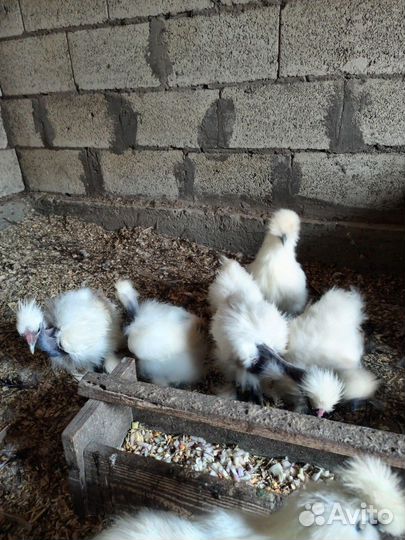 Китайские голошейные цыплята