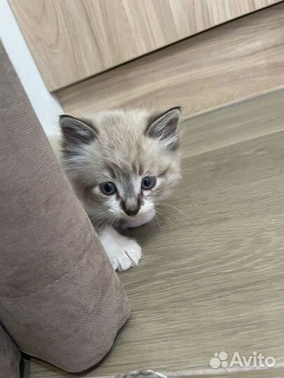 Нежная кошечка в добрые руки