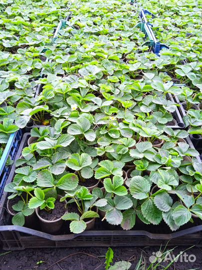 Рассада клубники