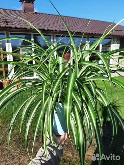 Хлорофитум хохлатый