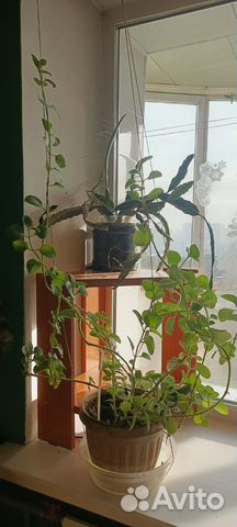 Цветы домашние в горшках