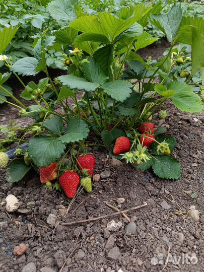 Рассада клубники