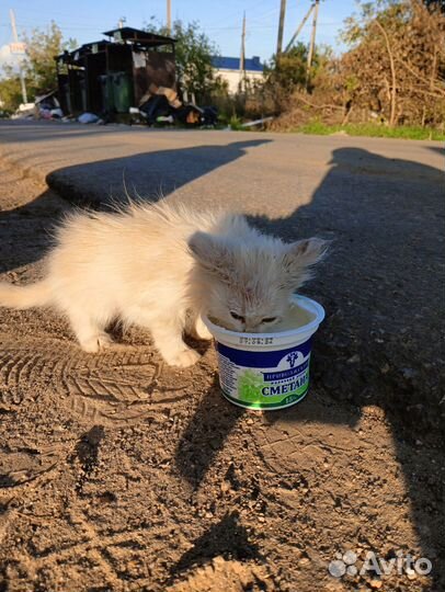 Котенок девочка в добрые руки 2 месяца