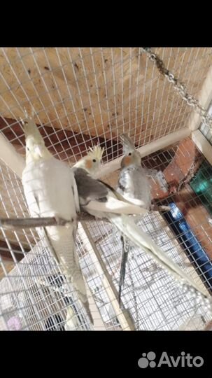 Попугай корелла