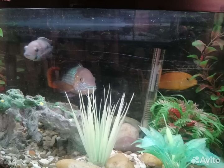 Аквариум с рыбками(акары и попугай)