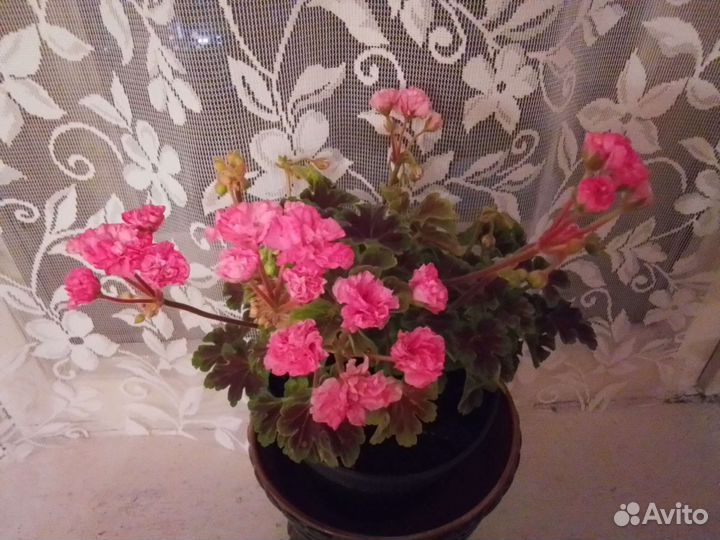 Пеларгония Odensjo Made in Sweden