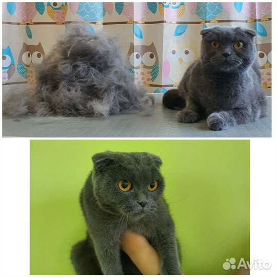 Груминг. Экспресс линька. Стрижка собак и кошек