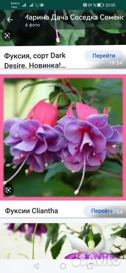 Комнатные цветы фуксия