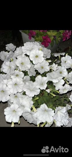 Цветыразые