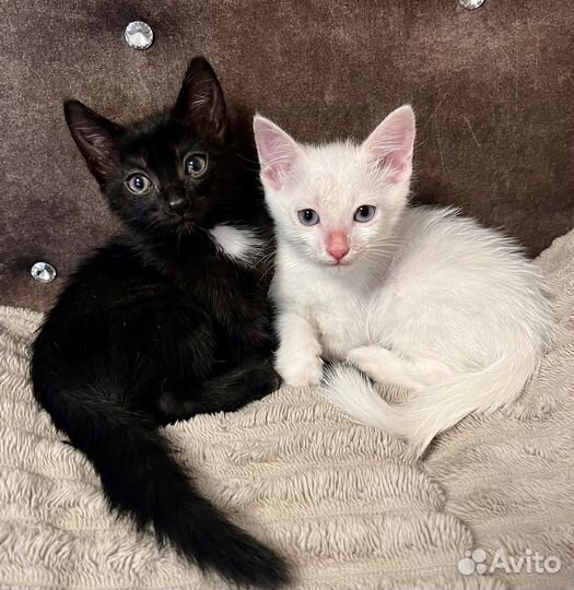 Котята отдам Бесплатно