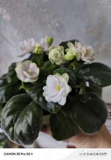 Цветущие фиалки