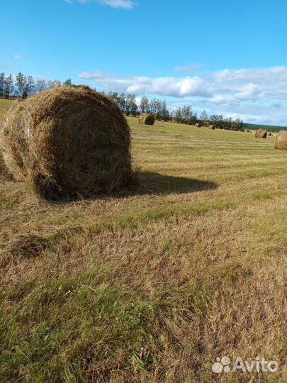 Продам сено в тюках 500кг. 250кг