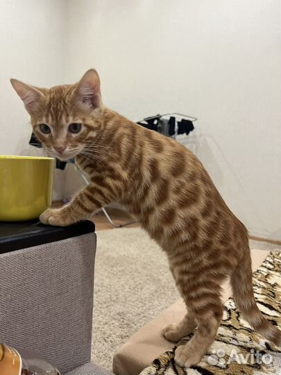 Бенгальский кот
