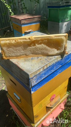 Прополис очищенный- природный 