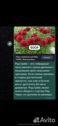 Корни пионов