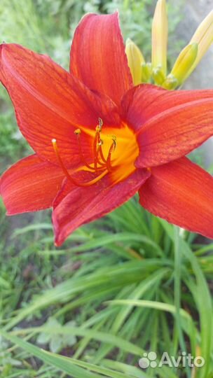 Лилейник Цветок Хорватия Астильба семена укропа