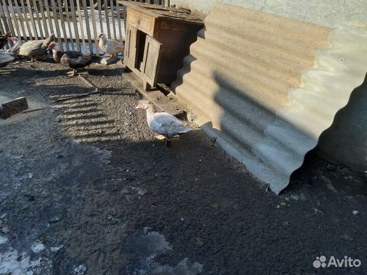 Мускусные утки