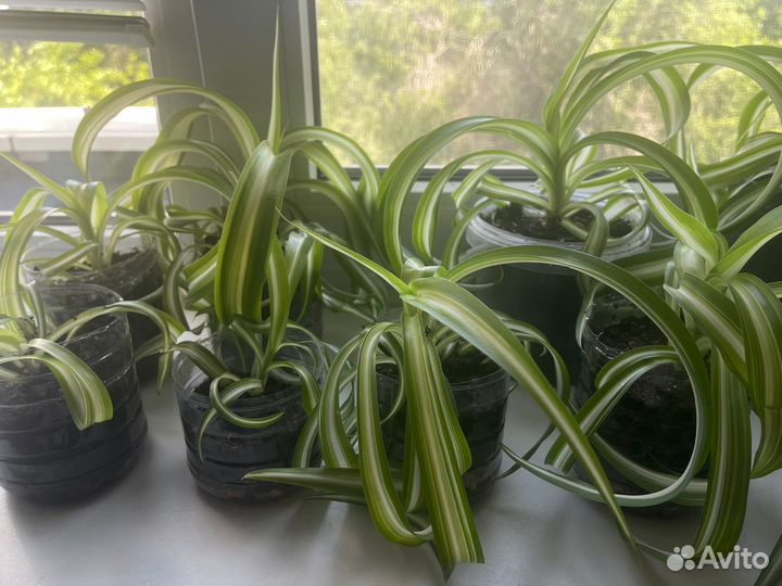 Хлорофитум кудрявый