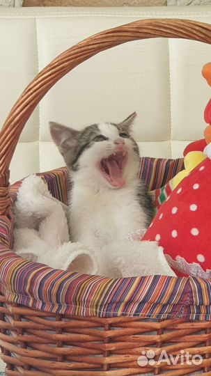 Котята в поисках дома