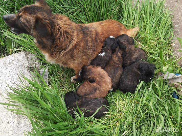 Собака в добрые руки