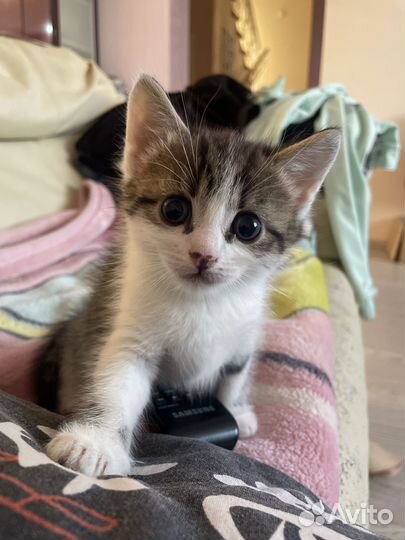 Котенок-мальчик в добрые руки