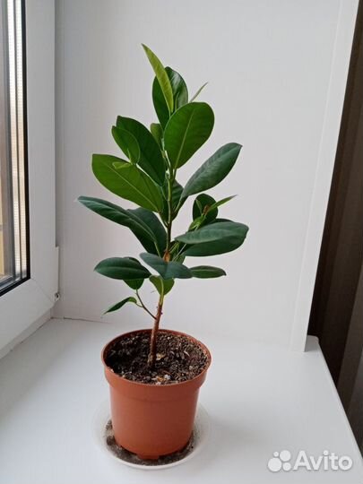 Фикус 30 см