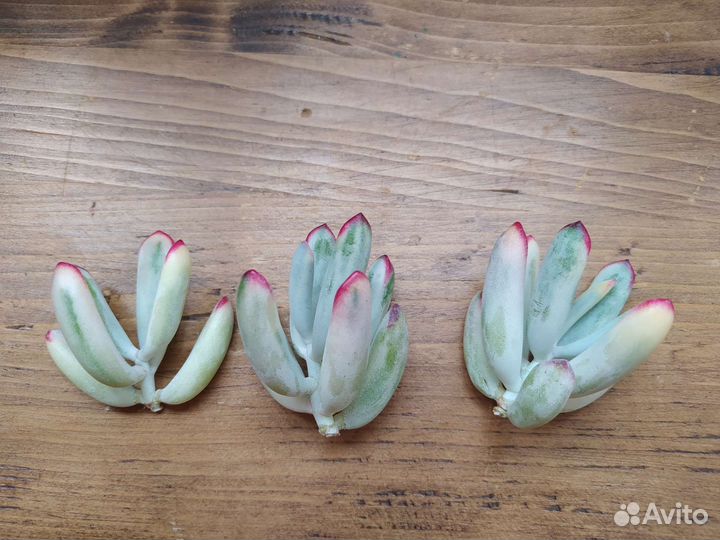 Суккуленты