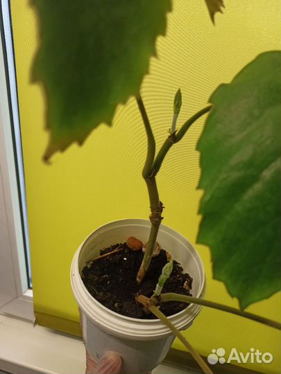 Тетрастигма вуанье