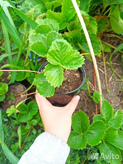 Рассада клубники