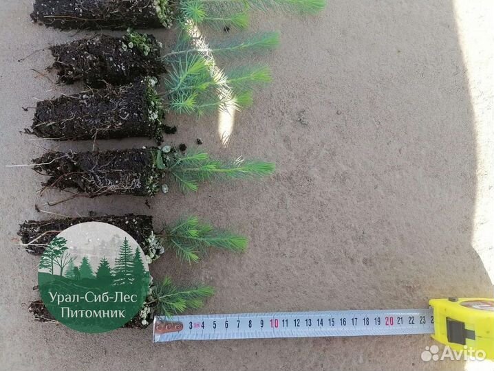 Сосна зкс окс сеянцы Ель Лиственница Голуб Горная