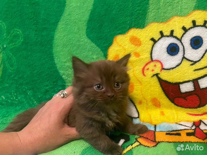 Котята