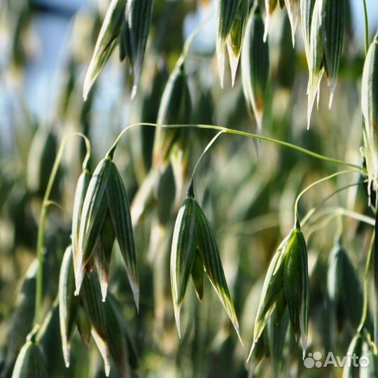 Овса гидролат. Овсяная вода. Тоник для сухой кожи