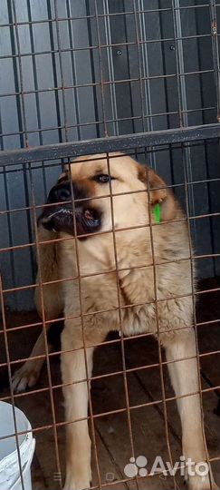 Возможно ваша собака попала в отлов