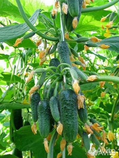 Самый удивительный гибрид огурца