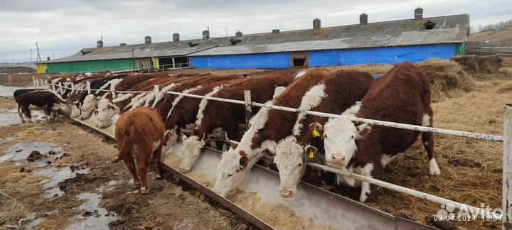 Герефорд телята) бычков нет