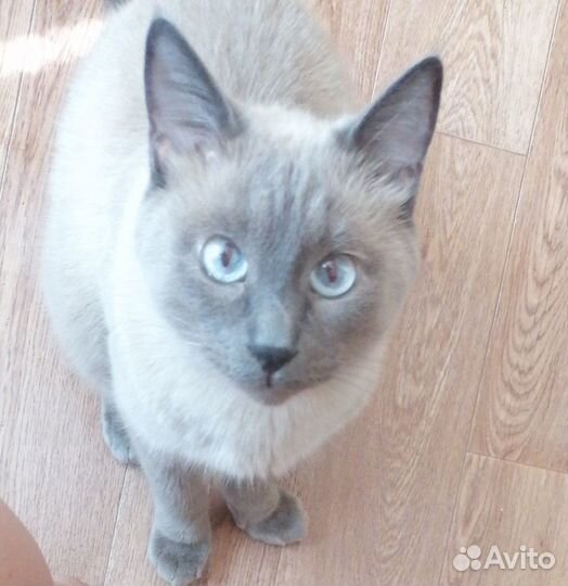 Отдам кота в добрые руки