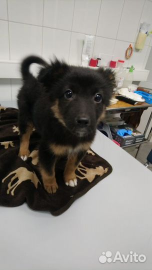 Щенок девочка в добрые руки