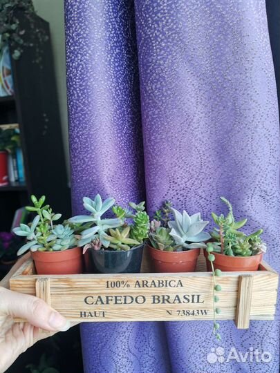 Мини садики из суккулентов актуальное в наличии