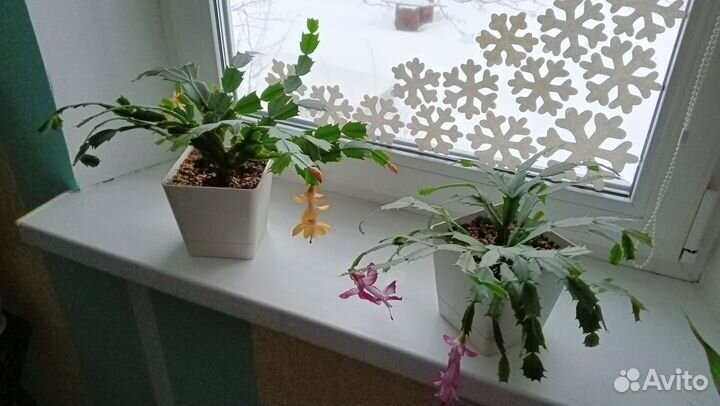 Декабрист или шлюмбергера оранжевый и розовый