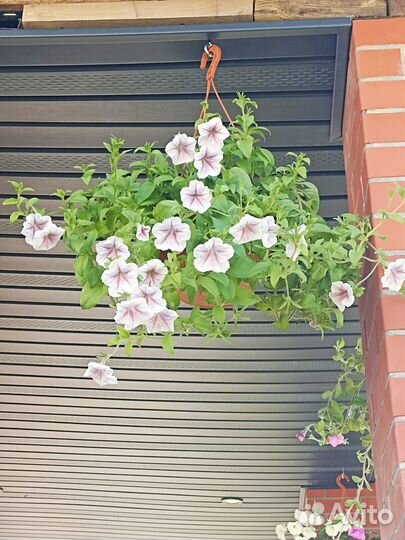 Петуния ампельная в подвесных кашпо