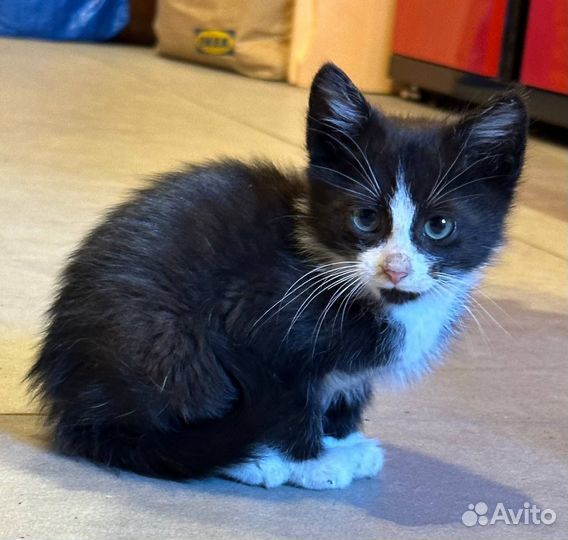 Котенок кот черный белый в добрые руки бездомный