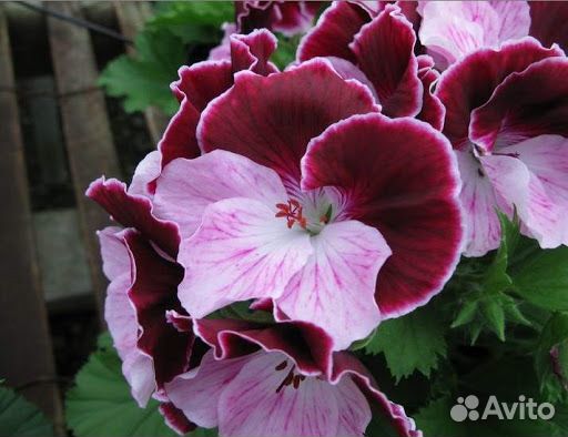 Королевская пеларгония и др доставка