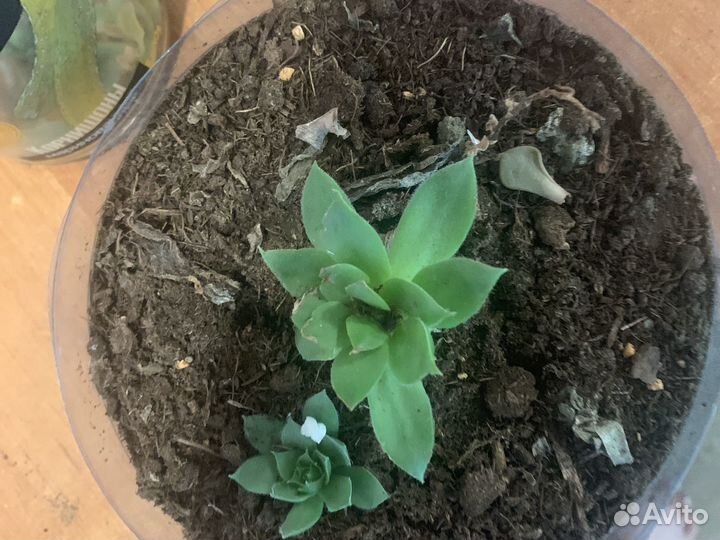 Продаю эхеверии и молодило