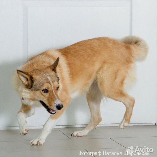Собака рыжуля