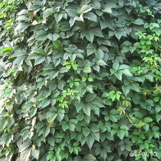 Девичий виноград