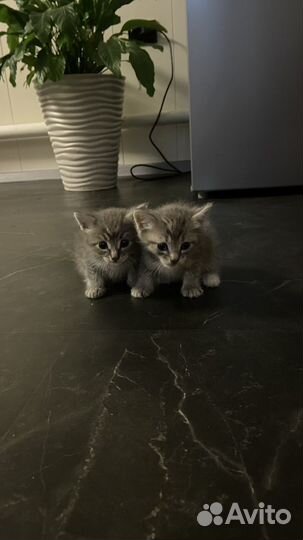 Отдам котенка )