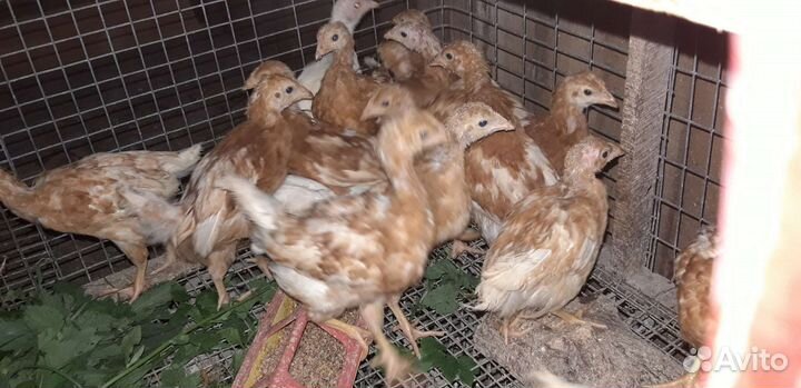 Куры, цыплята хайсекс браун, белый леггорн