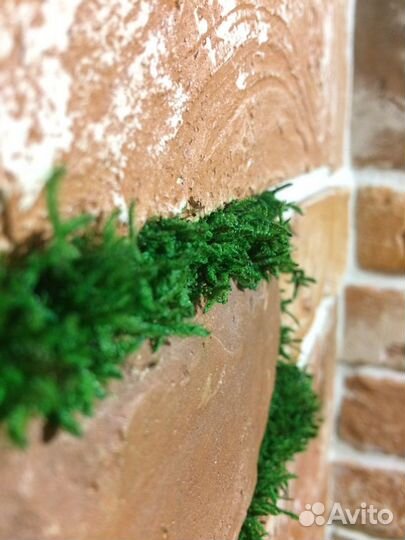 Стабилизированный мох Папоротниковый