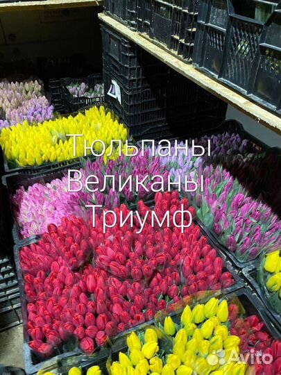 Тюльпан оптом лук.12+