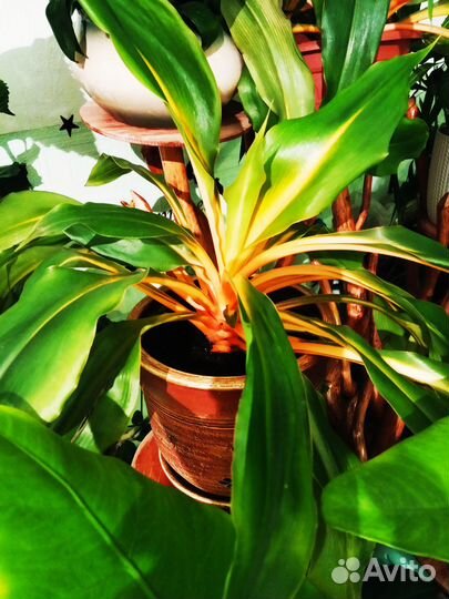 Хлорофитумы разные и другие растения